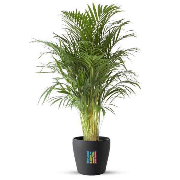 Areca palm plant Price in Dubai, UAE