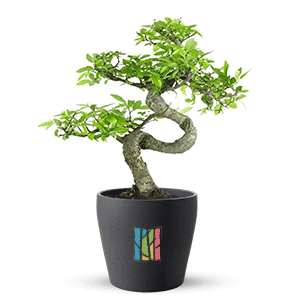 Bonsai Plant