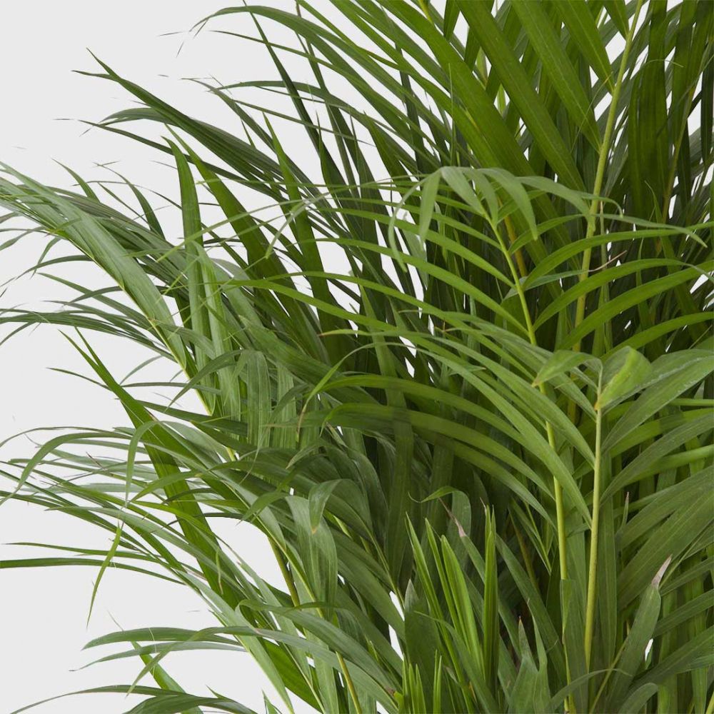 Areca palm plant Price in Dubai, UAE - Image 2