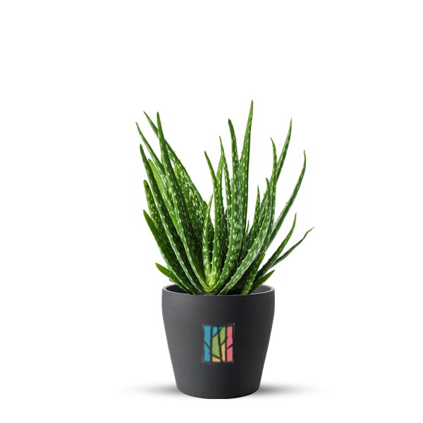 ALOE VERA Outdoor type plant Price in Dubai, UAE.
