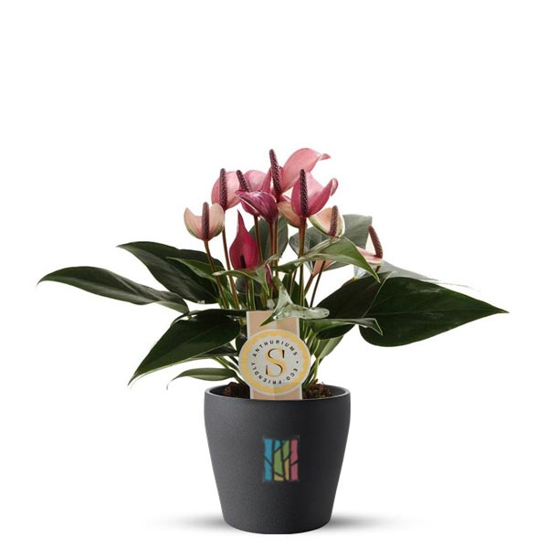 Anthurium Zizou Plant Price in Dubai, UAE