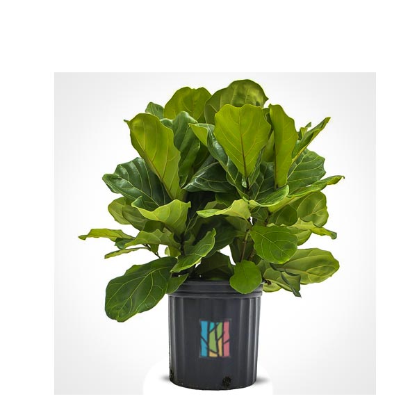 Fiddle Leafe Fig Plant Price in Dubai, UAE.