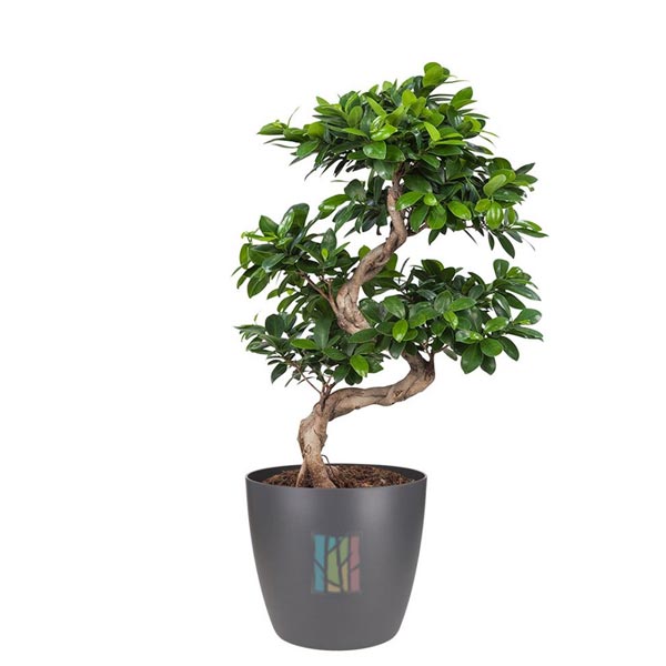 Ficus Ginseng Bonsai Plant Price in Dubai, UAE.