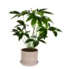 Philodendron Green Wonder  Plant Price in Dubai, UAE