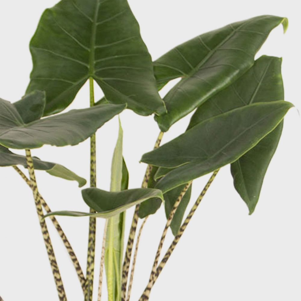 Alocasia Zebrina Plant Price in Dubai, UAE - Image 2