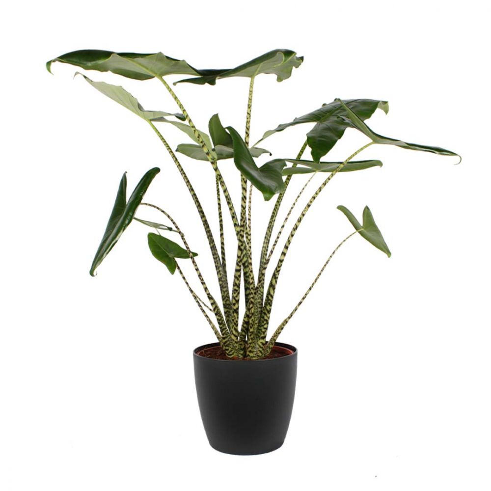Alocasia Zebrina Plant Price in Dubai, UAE
