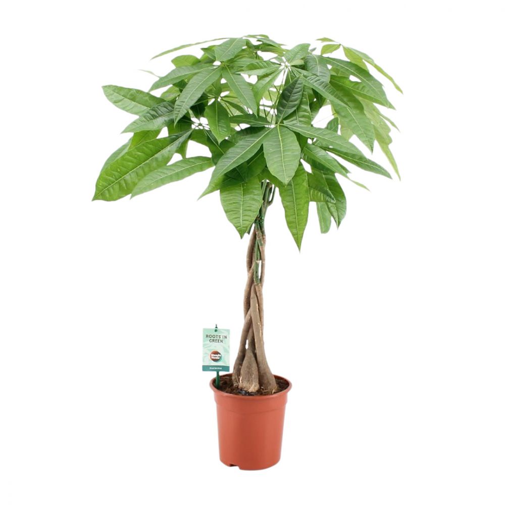 Pachira Aquatica plant Price in Dubai,UAE