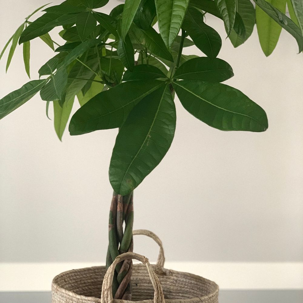 Pachira Aquatica plant Price in Dubai,UAE - Image 2