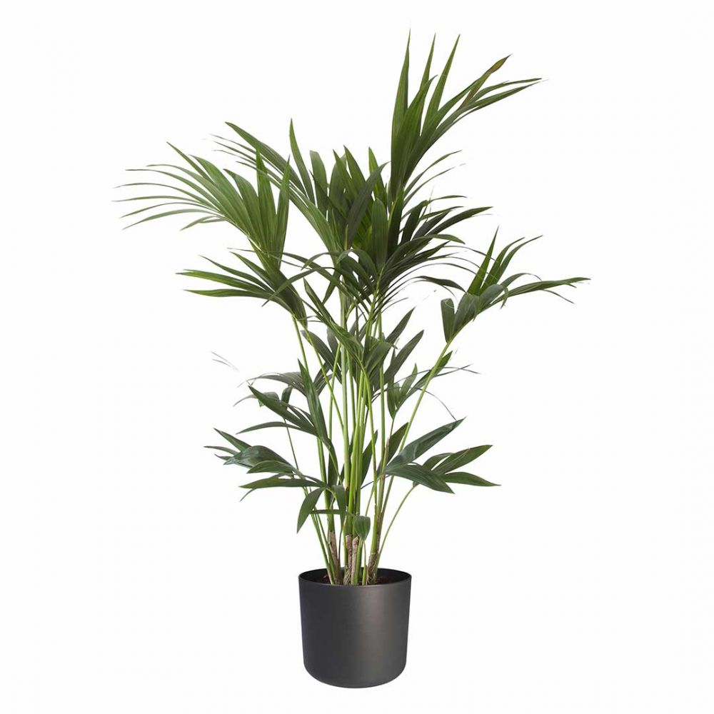 Kentia Palm Plant Price in Dubai,UAE