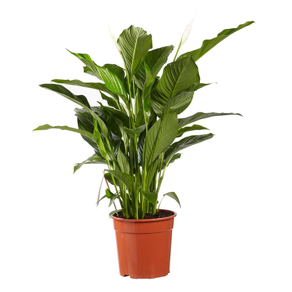 Spathiphyllum Sweet Lauretta Plant Price in Dubai, UAE