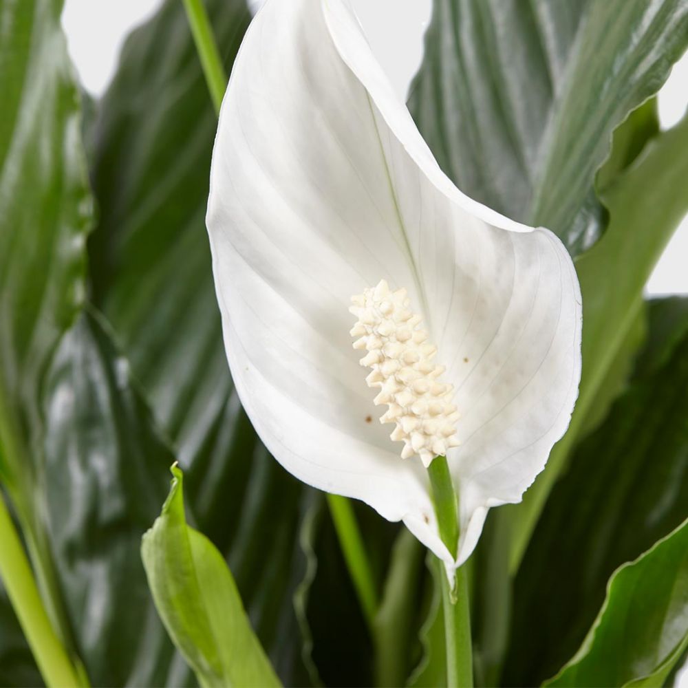Spathiphyllum Sweet Lauretta Plant Price in Dubai, UAE - Image 2