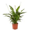 Spathiphyllum Vivaldi  Plant Price in Dubai, UAE