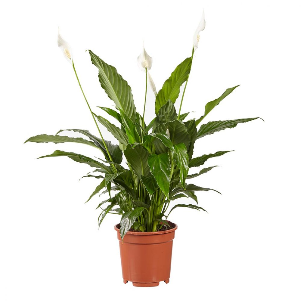 Spathiphyllum Vivaldi Plant Price in Dubai, UAE