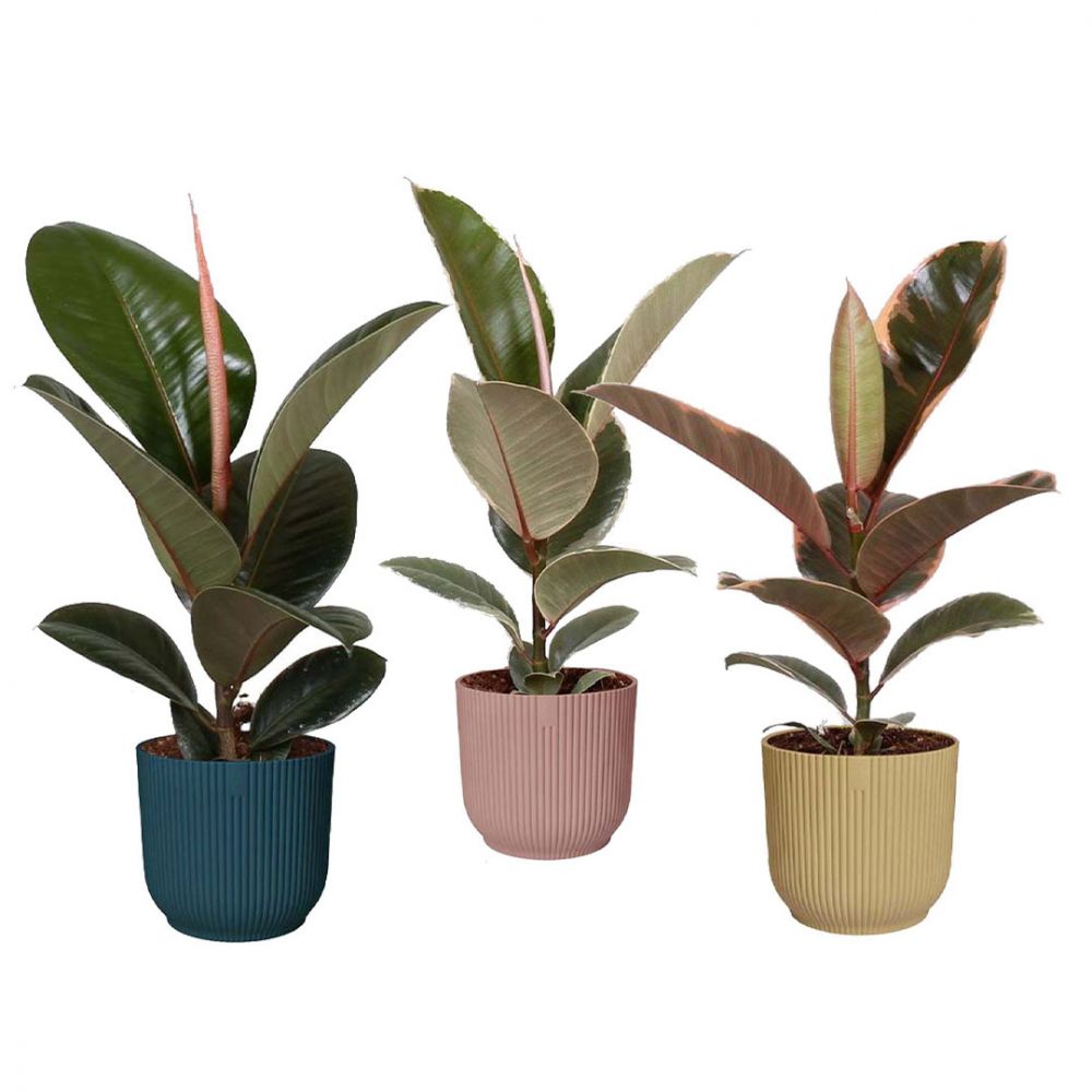 Ficus Elastica Set Plant Price in Dubai, UAE