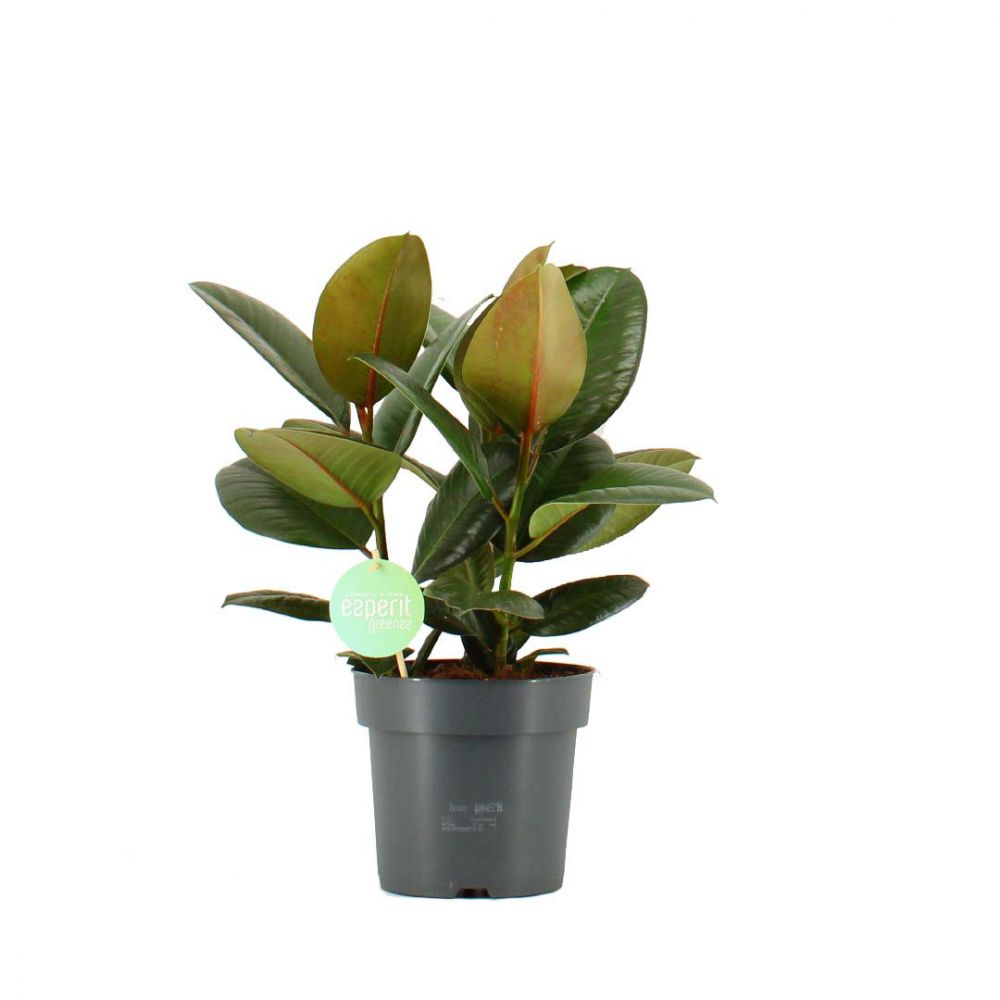 Ficus Elastica Robusta Plant Price in Dubai, UAE