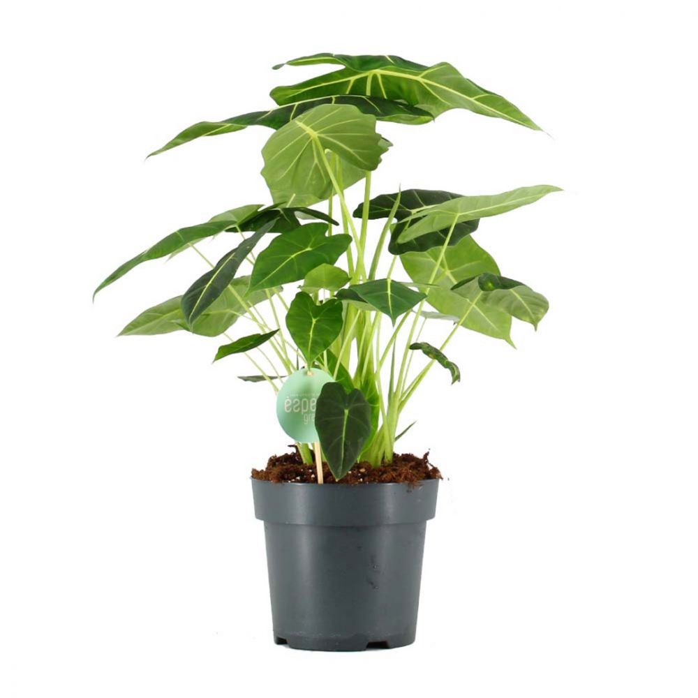 Alocasia Frydek Plant Price in Dubai,UAE