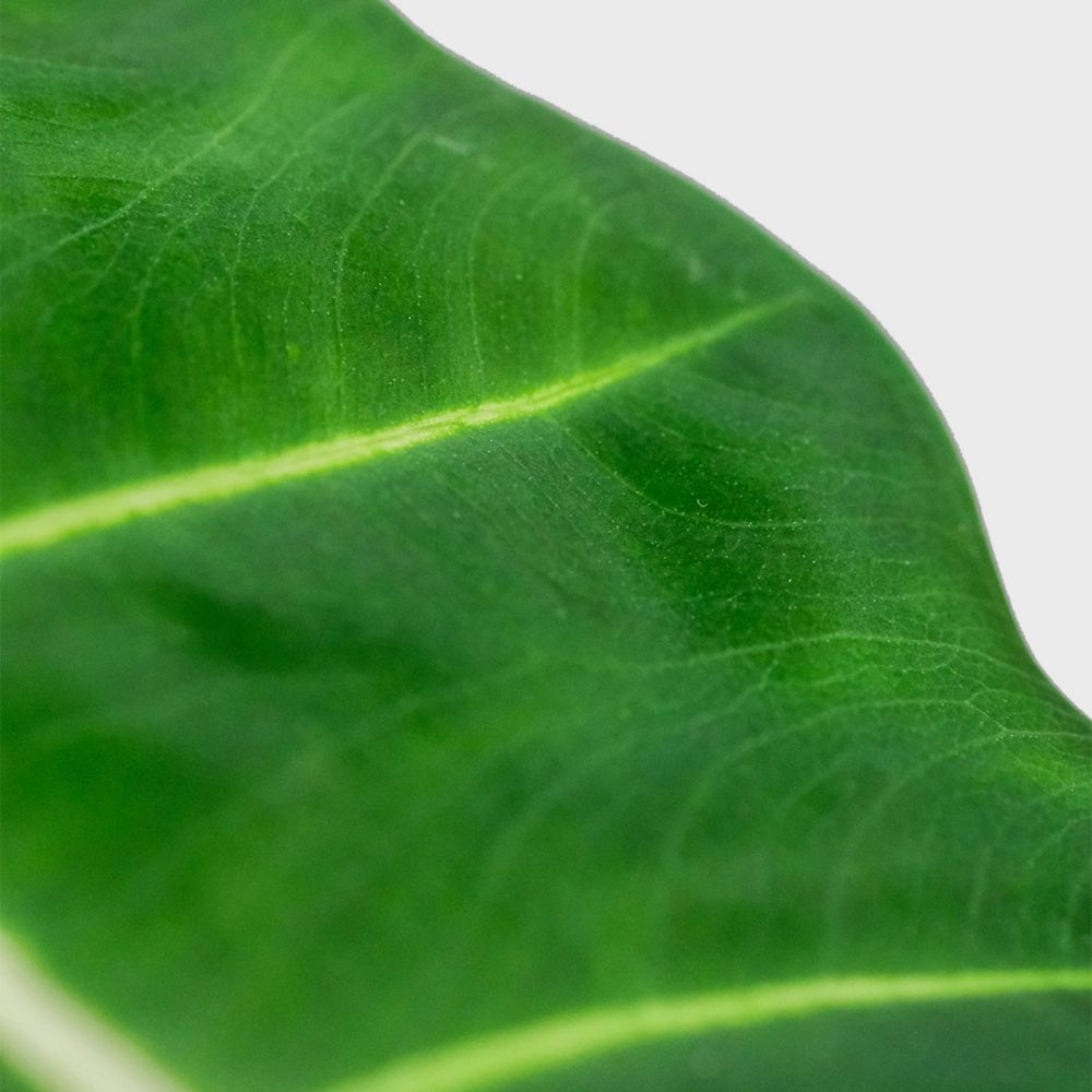 Alocasia Frydek Plant Price in Dubai,UAE - Image 3