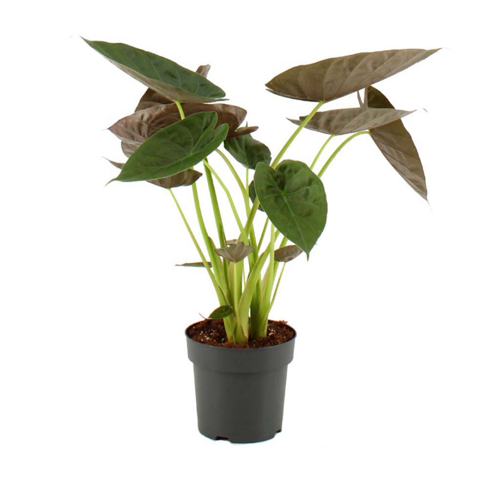 Alocasia Wentii Plant Price in Dubai,UAE