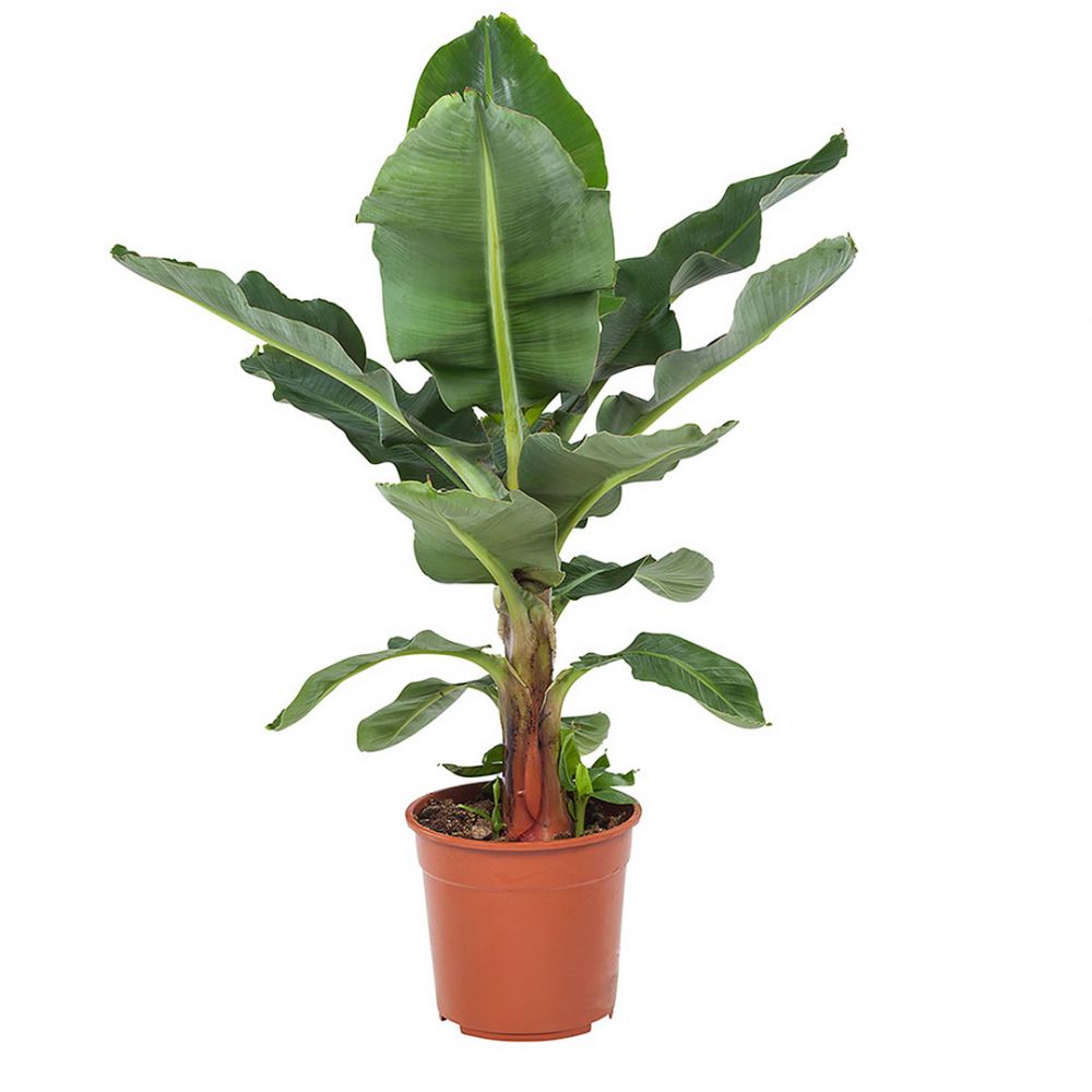 Banana plant Price in Dubai,UAE