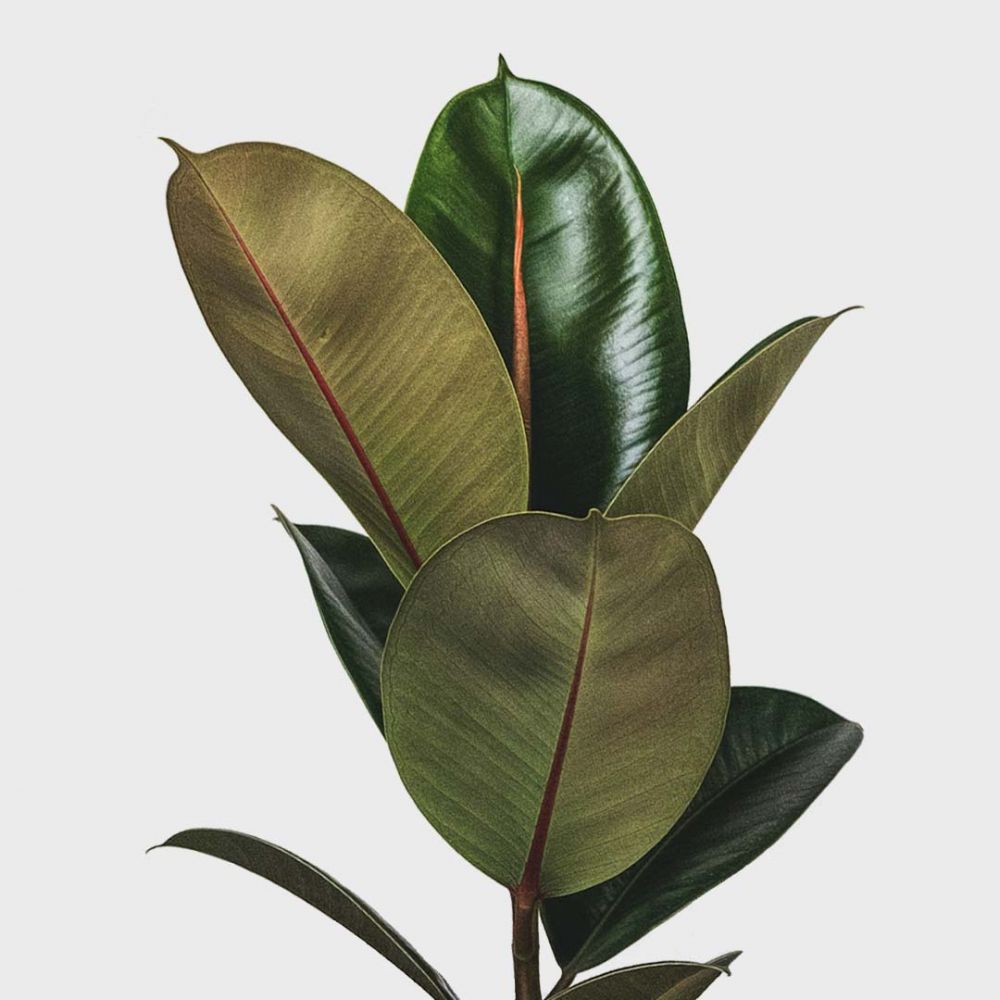 Ficus Elastica Robusta Plant Price in Dubai, UAE - Image 2