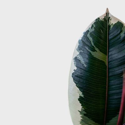 Ficus Elastica Set Plant Price in Dubai, UAE - Image 3
