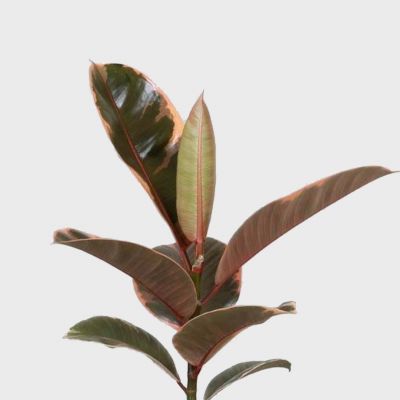 Ficus Elastica Set Plant Price in Dubai, UAE - Image 4