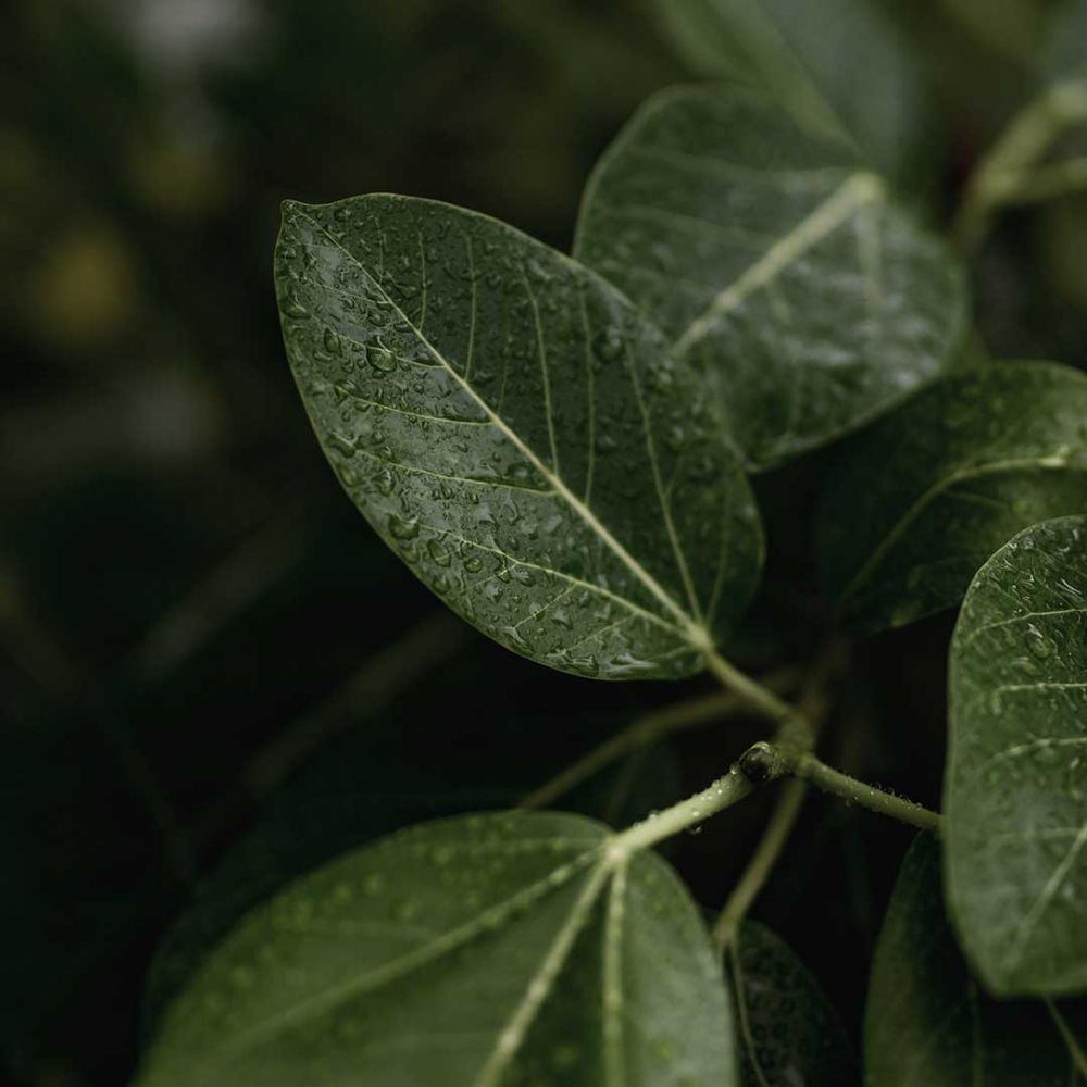 Ficus Audrey Plant Price in Dubai, UAE - Image 2