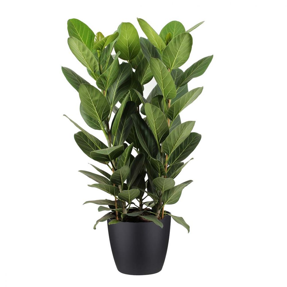 Ficus Audrey Plant Price in Dubai, UAE