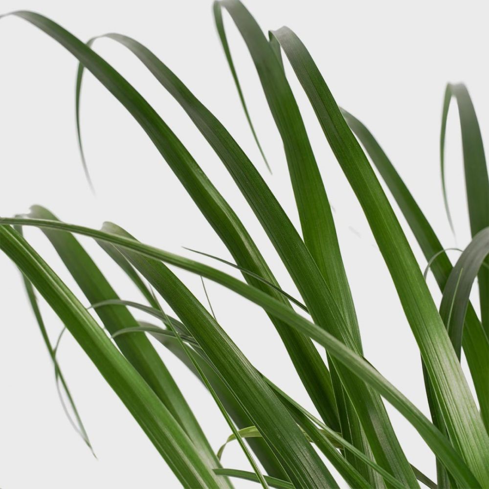 Beaucarnea recurvata Plant Price in Dubai,UAE - Image 2