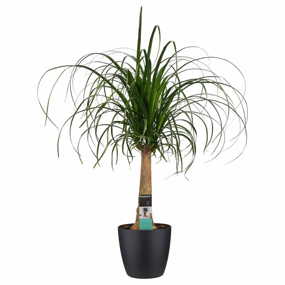 Beaucarnea recurvata Plant Price in Dubai,UAE