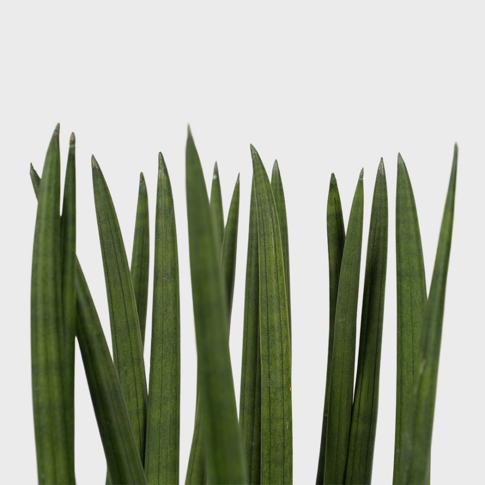 Sansevieria Cylindrica Spaghetti Plant Price in Dubai, UAE - Image 2