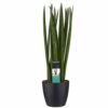 Sansevieria Cylindrica Spaghetti Plant Price in Dubai, UAE