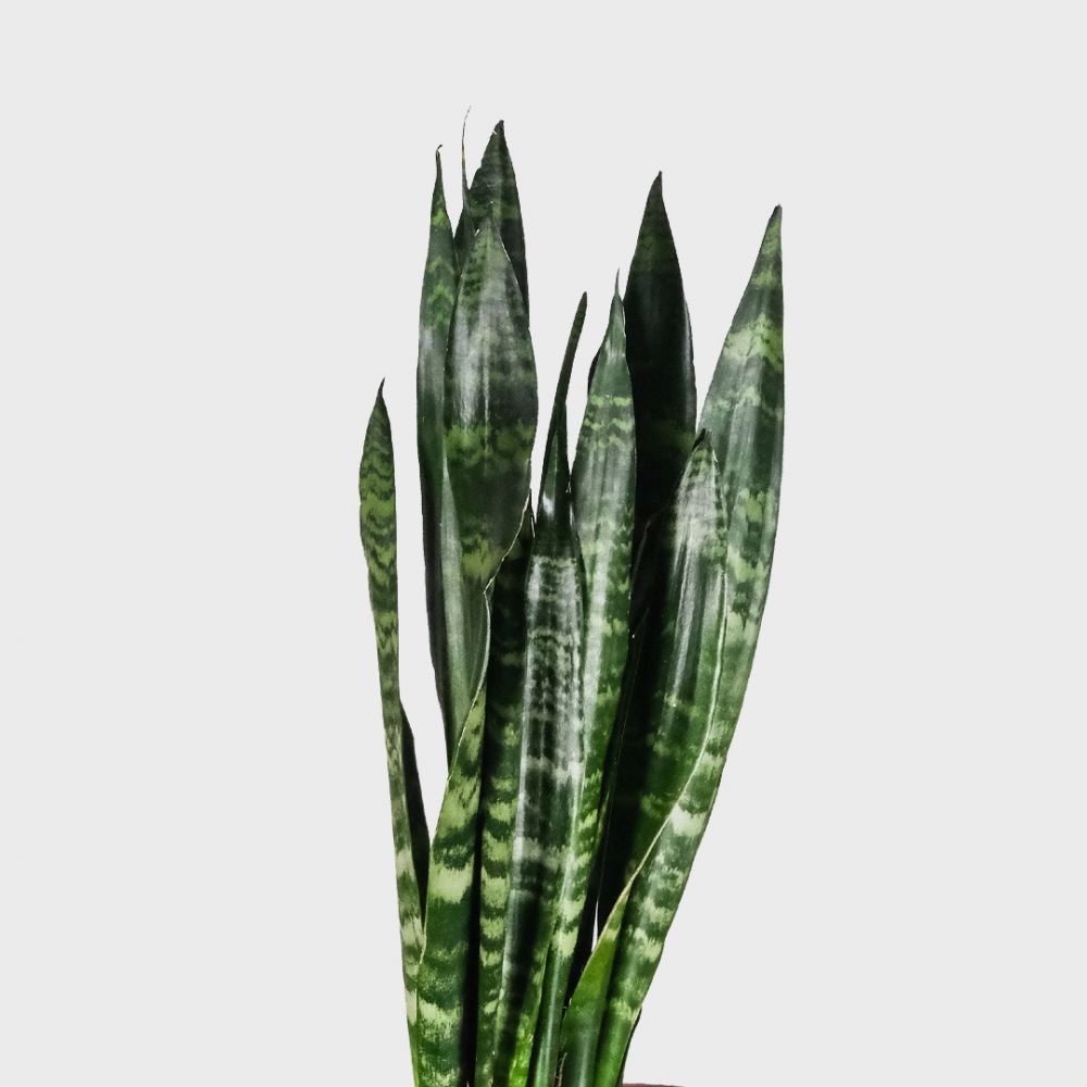 Sansevieria Zeylanica Plant Price in Dubai, UAE - Image 2