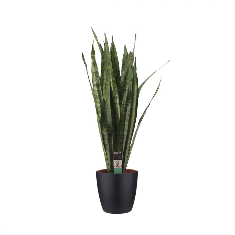 Sansevieria Zeylanica Plant Price in Dubai, UAE
