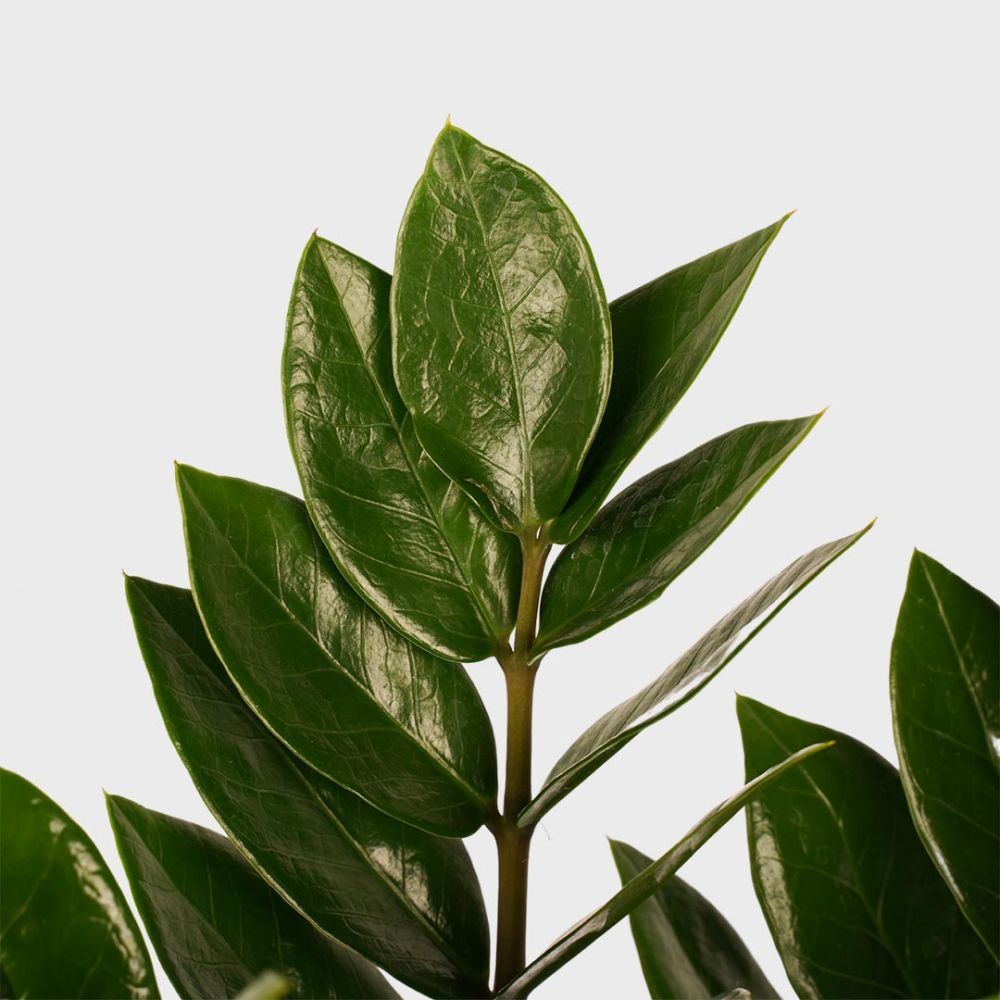 Zamioculcas Zamiifolia Plant Price in Dubai,UAE - Image 2