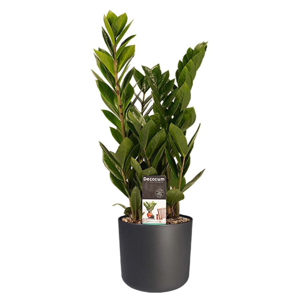Zamioculcas Zamiifolia Plant Price in Dubai,UAE