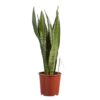 Sansevieria Zeylanica  Plant  Price in Dubai,UAE
