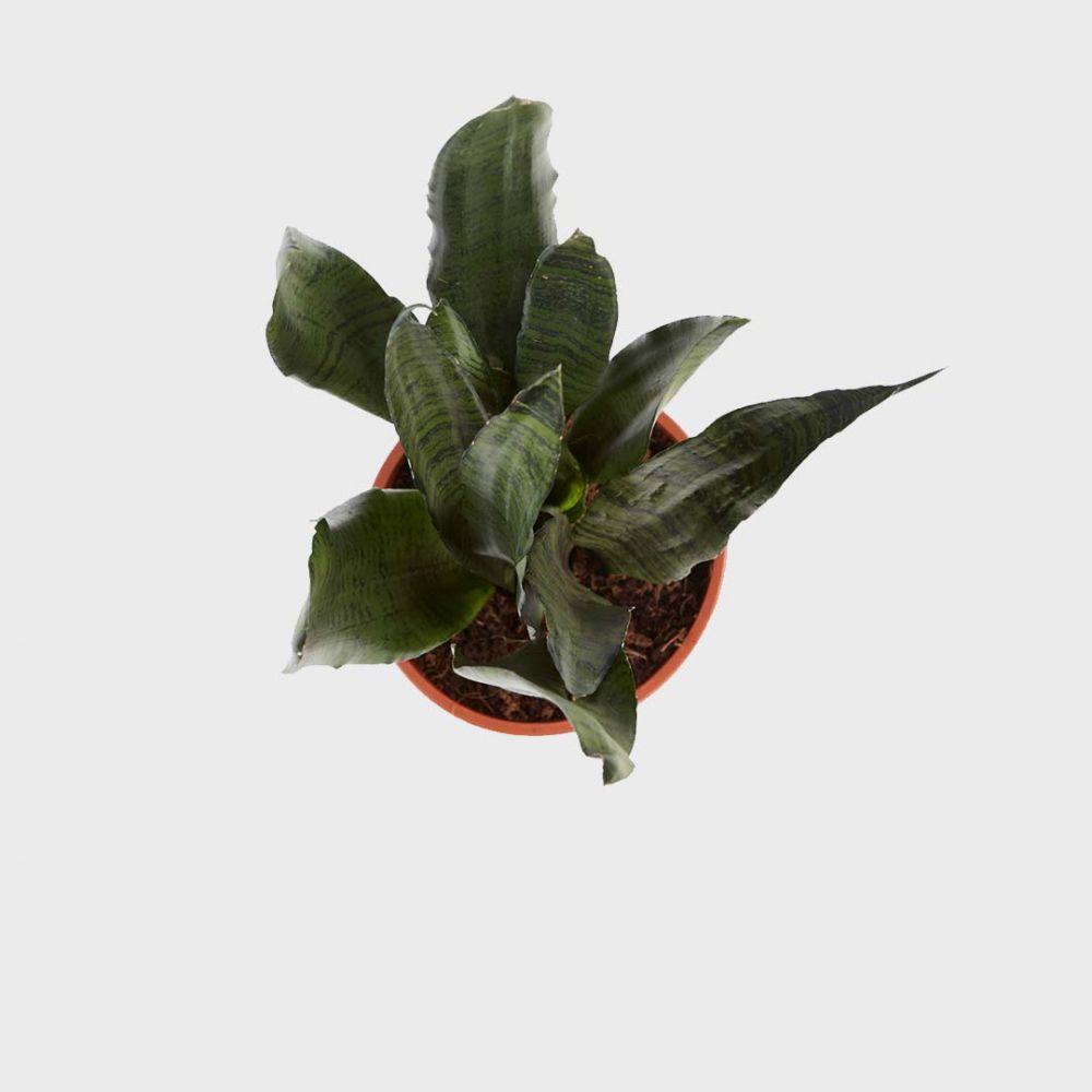 Sansevieria Zeylanica Plant Price in Dubai,UAE - Image 2
