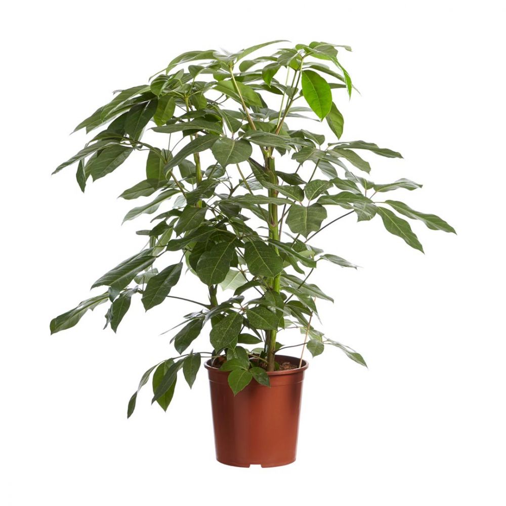Schefflera Amate Plant Price in Dubai, UAE