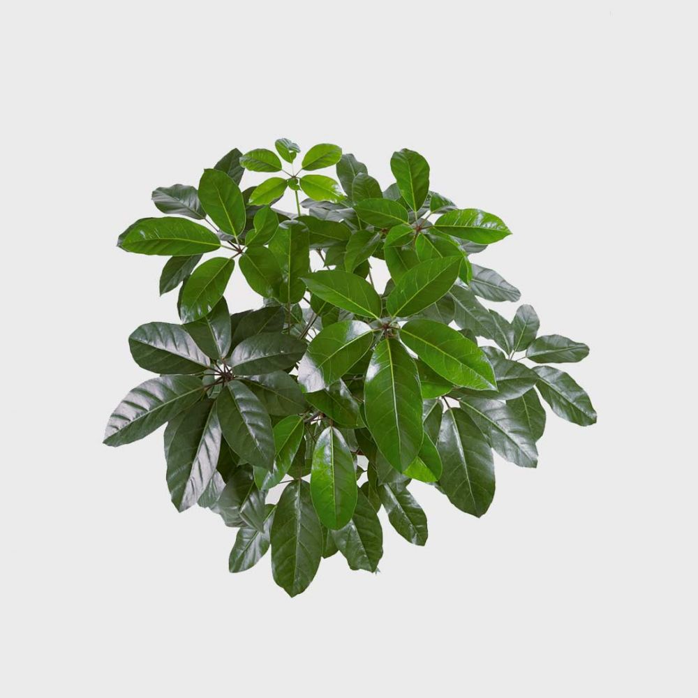Schefflera Amate Plant Price in Dubai, UAE - Image 2
