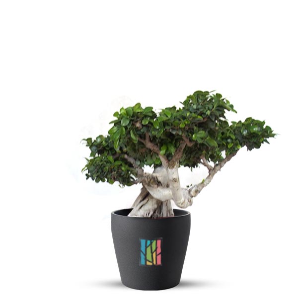 Ficus Nitida Bonsai Plant Price in Dubai, UAE.