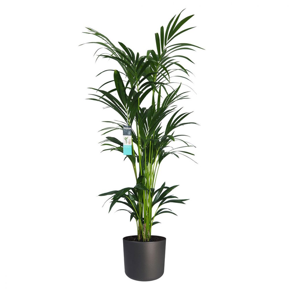 Kentia Palm Plant Price in Dubai, UAE