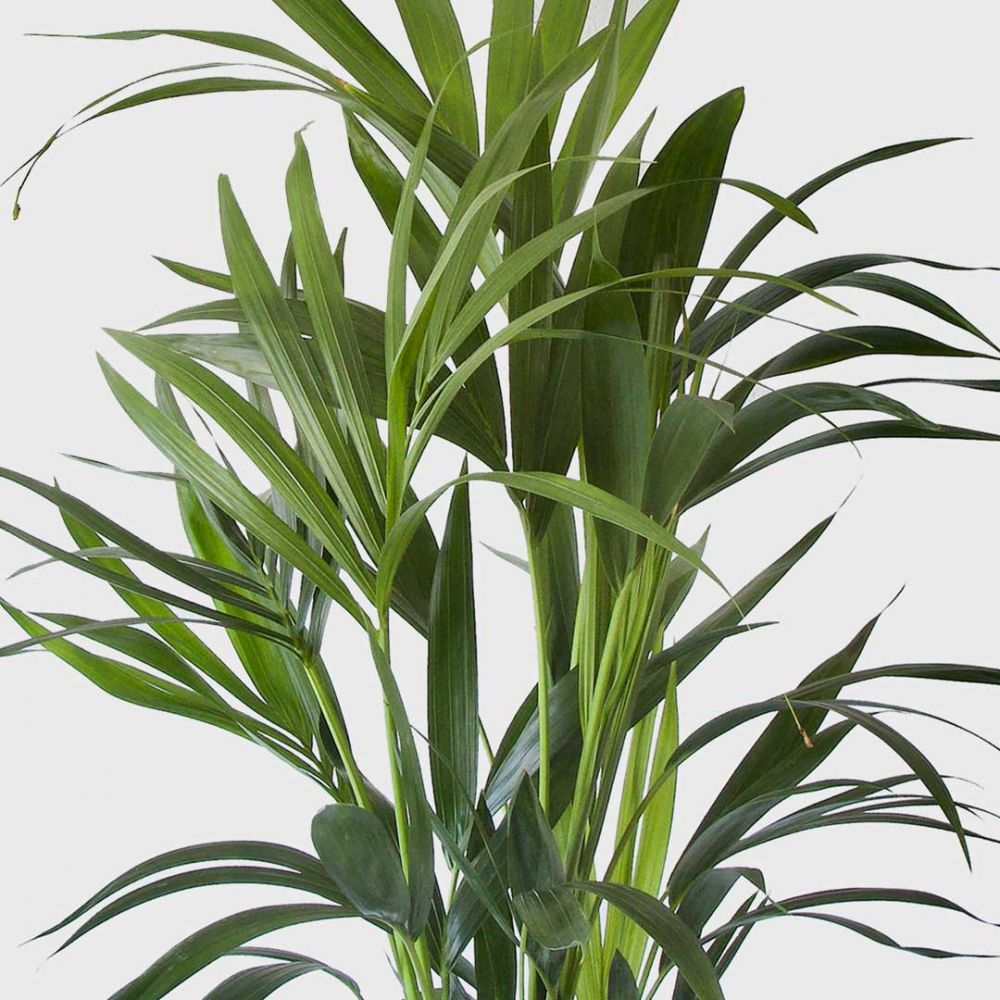 Kentia Palm Plant Price in Dubai, UAE - Image 2