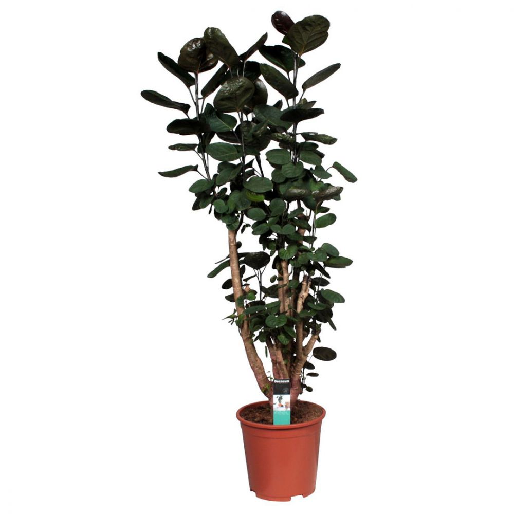 Polyscias Fabian Plant Price in Dubai, UAE