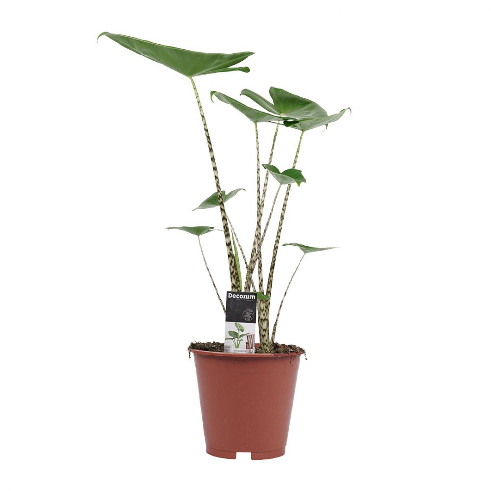 Alocasia Zebrina Plant Price in Dubai,UAE