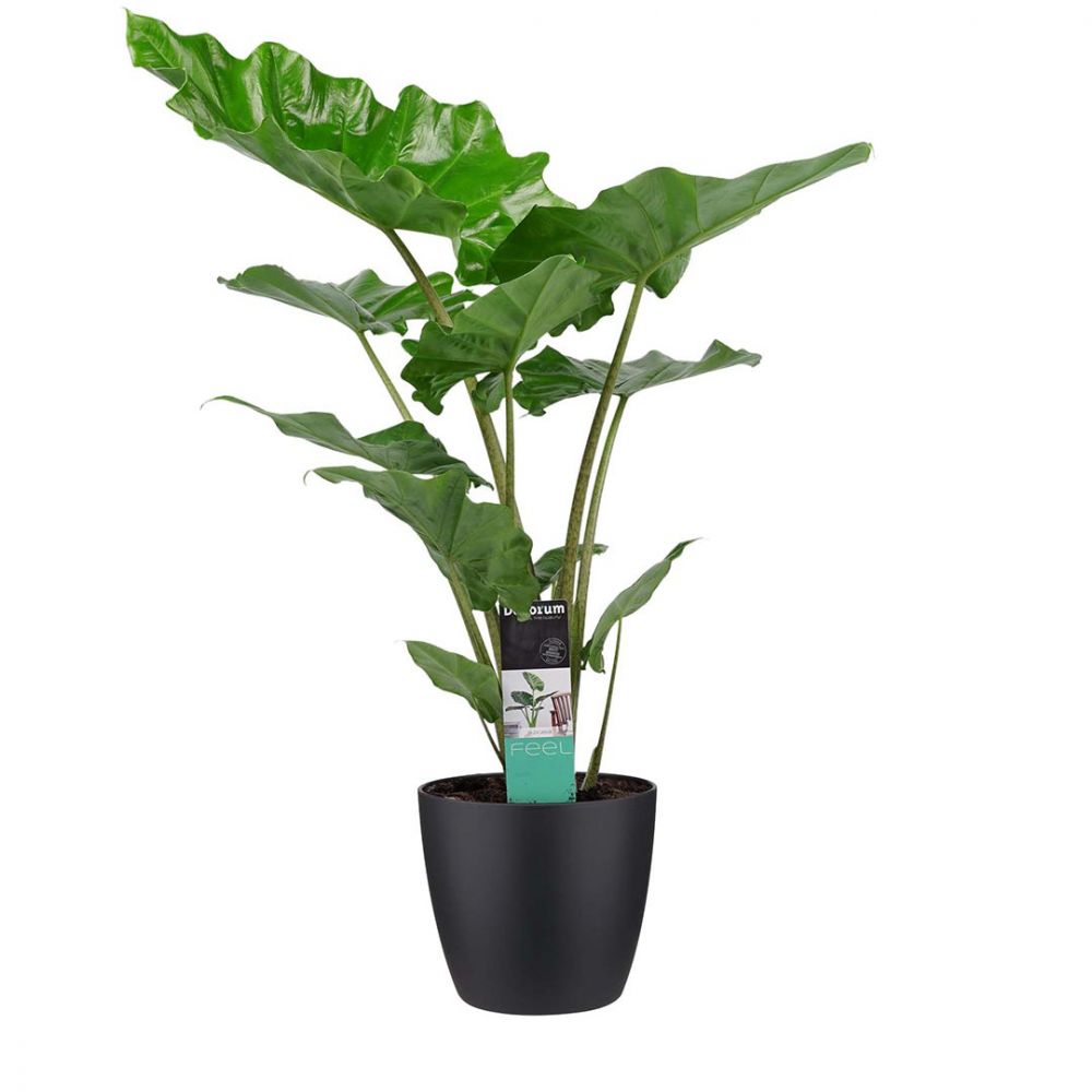 Alocasia Portadora Plant Price in Dubai, UAE