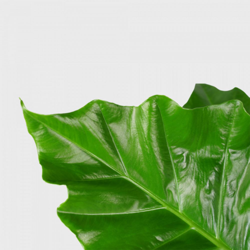 Alocasia Portadora Plant Price in Dubai, UAE - Image 2