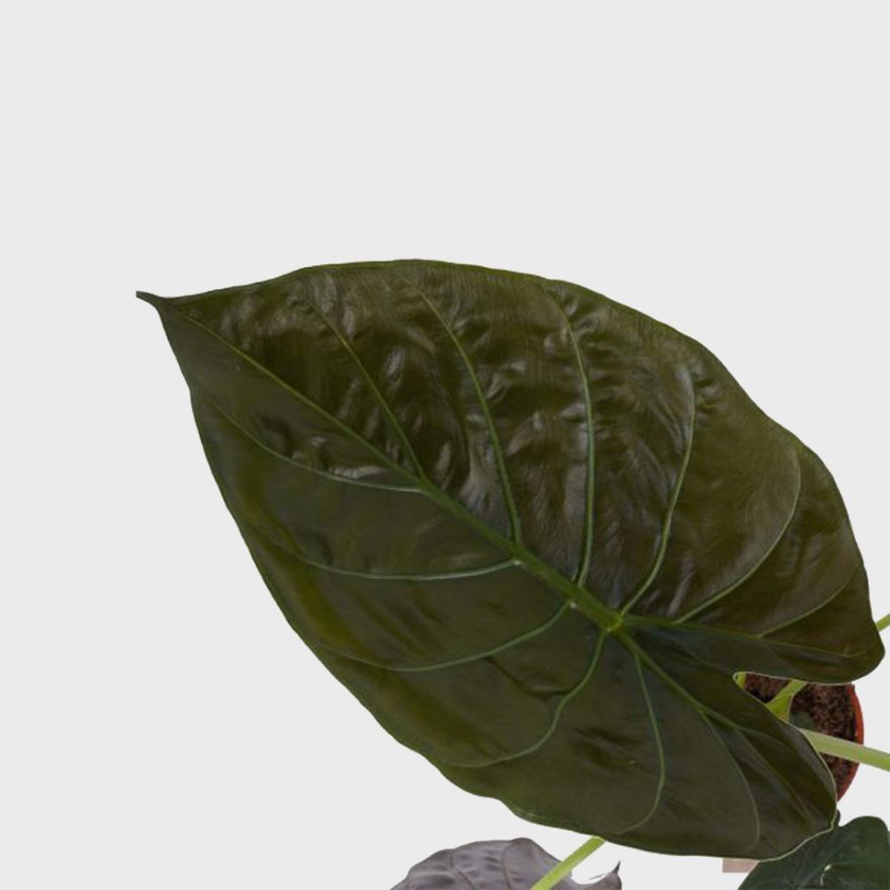 Alocasia Wentii Plant Price in Dubai,UAE - Image 2