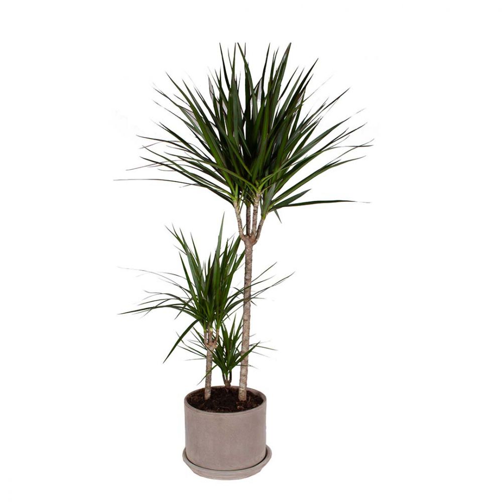 Dracaena Marginata Plant Price in Dubai, UAE