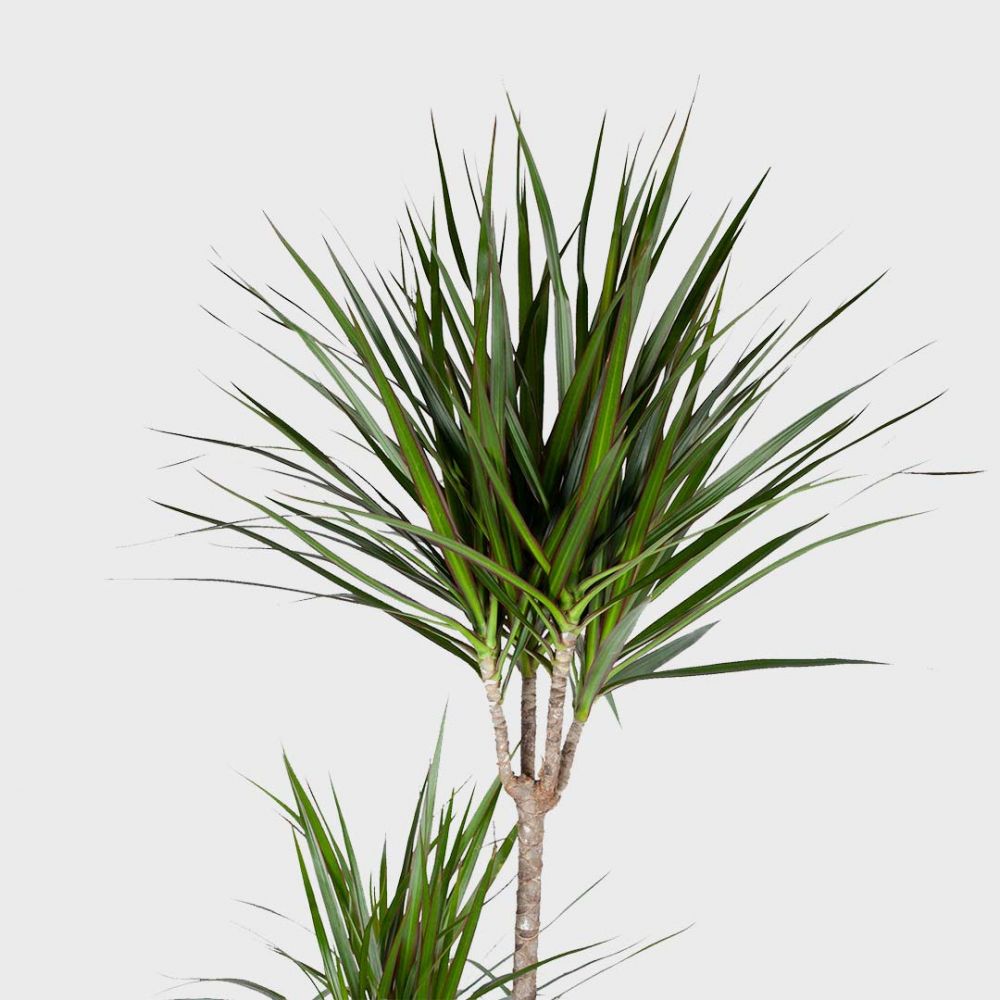 Dracaena Marginata Plant Price in Dubai, UAE - Image 2